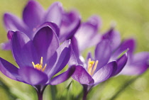 Crocus, Crocus vernus.