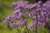 Meadow Rue, Thalictrum aquilegifolium.