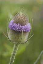 Teasel, Dipsacus fullonum.