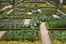 Box, common, Buxus sempervirens.