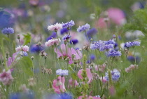 Cornflower, pink, Centaurea cyanus.