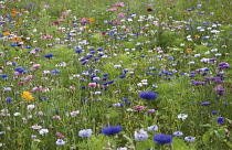 Cornflower, Centaurea cyanus.