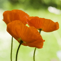 Poppy, Papaver nudicaule, Icelandic poppy, Papaver croceum.