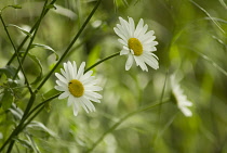 Daisy, Ox-eye daisy, Leucanthemum vulgare.