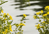 Monkeyflower, Mimulus luteus.