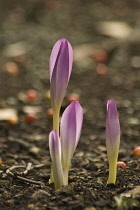 Crocus, Autumn crocus, Colchicum autumnale.