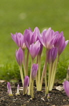 Crocus, Autumn crocus, Colchicum autumnale.