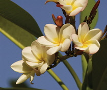 Frangipani, West Indian Jasmine, Monoi, Plumeria.