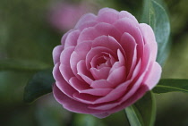 Camellia, Camellia x williamsii 'Monica Dance'.