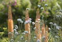 Foxtail lily, Eremurus x isabellinus 'Cleopatra'.