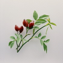 Rosehip, Rosa canina.