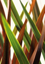 Cordyline, Cordyline australis.