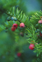 Yew, Taxus.