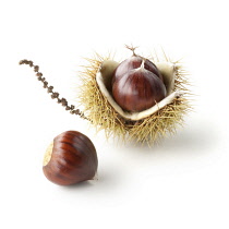 Chestnut, Sweet chestnut, Castanea sativa.