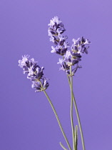 Lavender, Lavandula augustifolia.