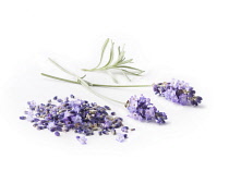 Lavender, Lavandula augustifolia.