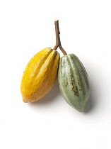 Cocoabean, Theobroma cacao.