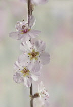 Almond, Prunus dulcis.