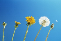 Dandelion, Taraxacum officinale.