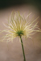 Pasque flower, Pulsatilla vulgaris.