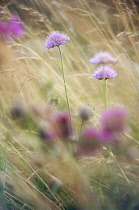 Scabious, Scabiosa.