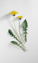 Dandelion, Taraxacum officinale.