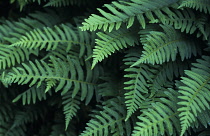 Fern.