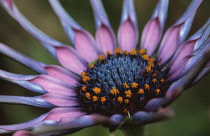 Osteospermum, Osteospermum 'Sunny sonsa'.