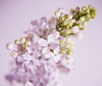 Lilac, Syringa.