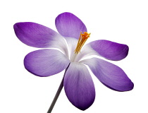 Crocus, Crocus vernus.