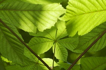 Horse Chestnut, Aesculus hippocastanum.