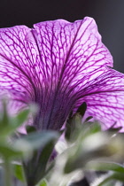 Petunia, Petunia rose vein 'Sunrove'.