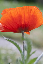 Poppy, Oriental poppy, Papaver orientale.