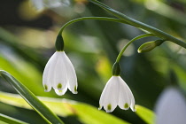 Snowflake, Leucojum vernum.