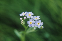 Forget-me-not, Myosotis scorpioides.