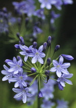 Agapanthus, Agapanthus 'Headbourne Hybrids'.