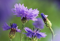 Cornflower, Centaurea cyanus.