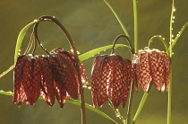 Fritillary, Snake's head fritillary, Fritillaria meleagris.