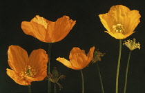 Poppy, Welsh poppy, Meconopsis cambrica.