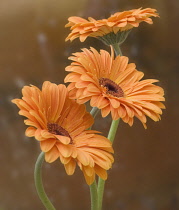 Gerbera.