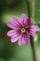 Mallow, Lavatera.