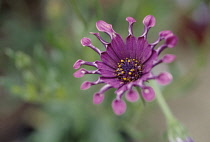 Osteospermum, Osteospermum 'Pink Whirls'.