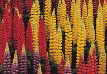 Lupin, Lupinus.