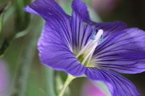 Flax, Linum.