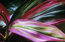 Tiplant, Good Luck plant, Cordyline fruticosa.