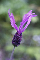 Lavender, Lavandula stoechas 'Papillon'.