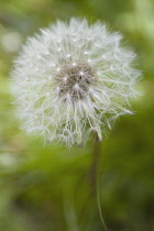 Dandelion clock, Taraxacum officinale.