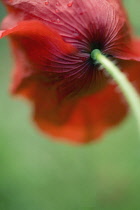 Poppy, Papaver rhoeas.