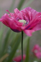 Poppy, Opium poppy, Papaver somniferum.