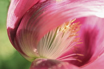 Poppy, Opium poppy, Papaver somniferum.